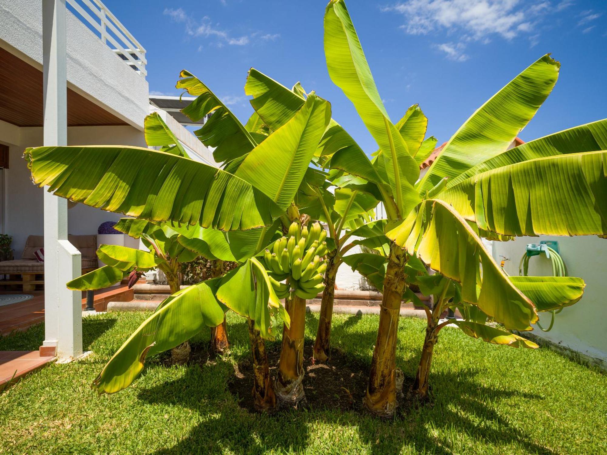 Banana House In Top Location By Tenpropertiesgc ماسبالوماس المظهر الخارجي الصورة